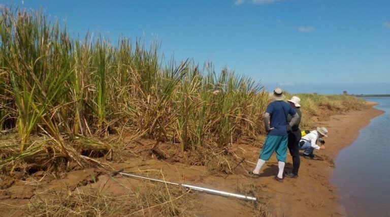 Fotografia do cultivo de Taboa em ilha atingida pela onda de rejeitos